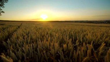 Buğday tarlası. Tarlada buğdayın altın kulakları. Çayır buğday tarlasının olgunlaşma kulaklarıarka. Zengin hasat. Doğal ürün tarımı.