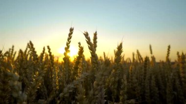 Buğday tarlası. Tarlada buğdayın altın kulakları. Çayır buğday tarlasının olgunlaşma kulaklarıarka. Zengin hasat. Doğal ürün tarımı.
