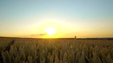 Buğday tarlası. Tarlada buğdayın altın kulakları. Çayır buğday tarlasının olgunlaşma kulaklarıarka. Zengin hasat. Doğal ürün tarımı.