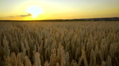 Buğday tarlası. Tarlada buğdayın altın kulakları. Çayır buğday tarlasının olgunlaşma kulaklarıarka. Zengin hasat. Doğal ürün tarımı.