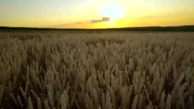 Buğday tarlası. Tarlada buğdayın altın kulakları. Çayır buğday tarlasının olgunlaşma kulaklarıarka. Zengin hasat. Doğal ürün tarımı.