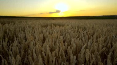 Buğday tarlası. Tarlada buğdayın altın kulakları. Çayır buğday tarlasının olgunlaşma kulaklarıarka. Zengin hasat. Doğal ürün tarımı.