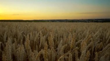 Buğday tarlası. Tarlada buğdayın altın kulakları. Çayır buğday tarlasının olgunlaşma kulaklarıarka. Zengin hasat. Doğal ürün tarımı.