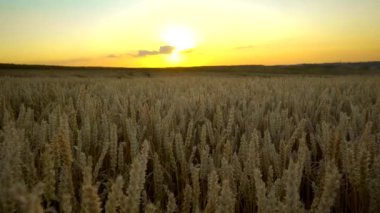 Buğday tarlası. Tarlada buğdayın altın kulakları. Çayır buğday tarlasının olgunlaşma kulaklarıarka. Zengin hasat. Doğal ürün tarımı.