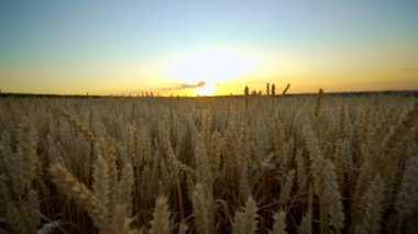 Buğday tarlası. Tarlada buğdayın altın kulakları. Çayır buğday tarlasının olgunlaşma kulaklarıarka. Zengin hasat. Doğal ürün tarımı.