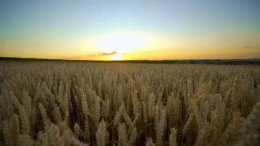 Buğday tarlası. Tarlada buğdayın altın kulakları. Çayır buğday tarlasının olgunlaşma kulaklarıarka. Zengin hasat. Doğal ürün tarımı.