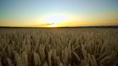 Buğday tarlası. Tarlada buğdayın altın kulakları. Çayır buğday tarlasının olgunlaşma kulaklarıarka. Zengin hasat. Doğal ürün tarımı.