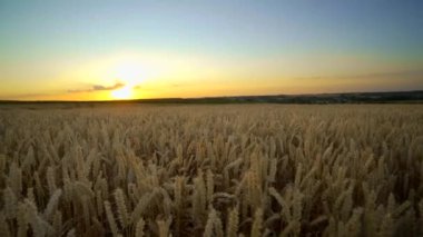 Buğday tarlası. Tarlada buğdayın altın kulakları. Çayır buğday tarlasının olgunlaşma kulaklarıarka. Zengin hasat. Doğal ürün tarımı.