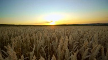 Buğday tarlası. Tarlada buğdayın altın kulakları. Çayır buğday tarlasının olgunlaşma kulaklarıarka. Zengin hasat. Doğal ürün tarımı.