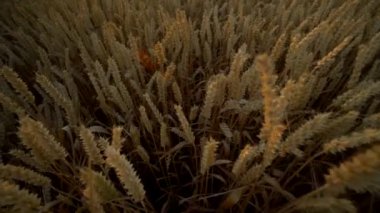 Buğday tarlası. Tarlada buğdayın altın kulakları. Çayır buğday tarlasının olgunlaşma kulaklarıarka. Zengin hasat. Doğal ürün tarımı.