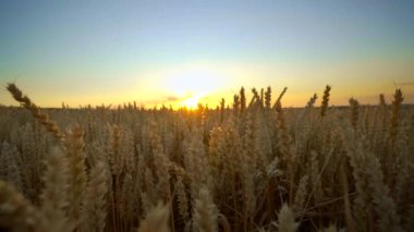 Buğday tarlası. Tarlada buğdayın altın kulakları. Çayır buğday tarlasının olgunlaşma kulaklarıarka. Zengin hasat. Doğal ürün tarımı.