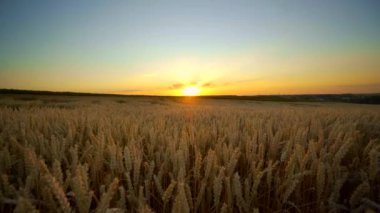 Buğday tarlası. Tarlada buğdayın altın kulakları. Çayır buğday tarlasının olgunlaşma kulaklarıarka. Zengin hasat. Doğal ürün tarımı.
