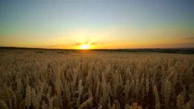 Buğday tarlası. Tarlada buğdayın altın kulakları. Çayır buğday tarlasının olgunlaşma kulaklarıarka. Zengin hasat. Doğal ürün tarımı.