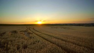 Buğday tarlası. Tarlada buğdayın altın kulakları. Çayır buğday tarlasının olgunlaşma kulaklarıarka. Zengin hasat. Doğal ürün tarımı.