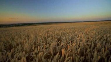 Buğday tarlası. Tarlada buğdayın altın kulakları. Çayır buğday tarlasının olgunlaşma kulaklarıarka. Zengin hasat. Doğal ürün tarımı.