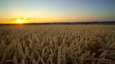 Buğday tarlası. Tarlada buğdayın altın kulakları. Çayır buğday tarlasının olgunlaşma kulaklarıarka. Zengin hasat. Doğal ürün tarımı.