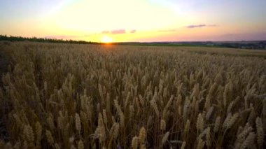 Buğday tarlası. Tarlada buğdayın altın kulakları. Çayır buğday tarlasının olgunlaşma kulaklarıarka. Zengin hasat. Doğal ürün tarımı.