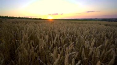 Buğday tarlası. Tarlada buğdayın altın kulakları. Çayır buğday tarlasının olgunlaşma kulaklarıarka. Zengin hasat. Doğal ürün tarımı.
