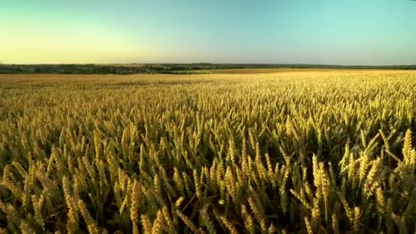 Campo de trigo. espigas doradas de trigo en el campo. El fondo de las espigas que maduran del campo de trigo del prado. Cosecha rica. Agricultura de productos naturales . — Vídeo de stock