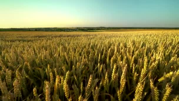 Campo de trigo. espigas doradas de trigo en el campo. El fondo de las espigas que maduran del campo de trigo del prado. Cosecha rica. Agricultura de productos naturales . — Vídeo de stock