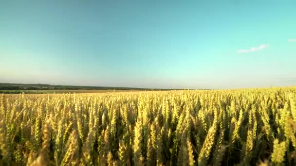 Champ de blé. Des épis de blé dorés sur le champ. Contexte de mûrissement des épis du champ de blé de prairie. Une récolte riche. Agriculture de produits naturels . — Video