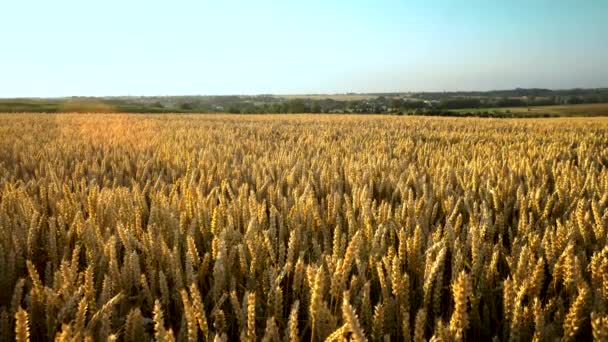 Campo de trigo. espigas doradas de trigo en el campo. El fondo de las espigas que maduran del campo de trigo del prado. Cosecha rica. Agricultura de productos naturales . — Vídeos de Stock