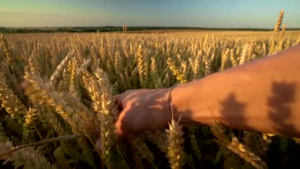 Man hand touching spikelets of yellow ripe wheat on golden field during sunny autumn day. Spikes of organic rye swaying in wind. Harvest season. Agriculture. — Stock Video