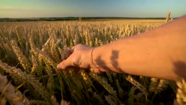 Mâna omului atinge vârfuri de grâu galben coapte pe câmp auriu în timpul zilei însorite de toamnă. Spikes de secară organică legănându-se în vânt. Sezonul recoltei. Agricultură . — Videoclip de stoc