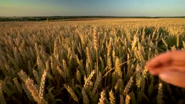 Man hand touching spikelets of yellow ripe wheat on golden field during sunny autumn day. Spikes of organic rye swaying in wind. Harvest season. Agriculture. — Stock Video