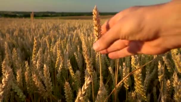 Man hand touching spikelets of yellow ripe wheat on golden field during sunny autumn day. Spikes of organic rye swaying in wind. Harvest season. Agriculture. — Stock Video