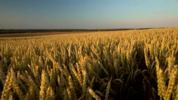 Búzamező. Aranyfülek a búza a pályán. Háttere érési fül rét búza mező. Gazdag termés. A természetes termék mezőgazdasága. — Stock videók