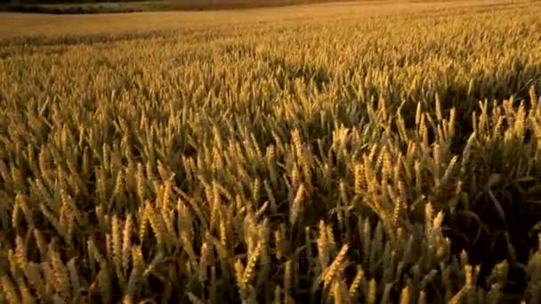 Pšeničné pole. Zlaté uši pšenice na hřišti. Pozadí dozrávacích uší pšenice louky. Bohatá sklizeň. Zemědělství přírodního produktu. — Stock video