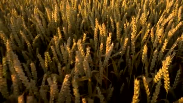 Пшеничное поле. Золотые колосья пшеницы на поле. Фон спелых колосьев лугового пшеничного поля. Богатый урожай. Сельское хозяйство натурального продукта . — стоковое видео
