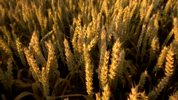 밀 밭. 필드에 밀의 황금 귀. 초원 밀 필드의 숙성 귀의 배경. 풍부한 수확. 천연물의 농업. — 비디오