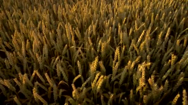 Campo de trigo. espigas doradas de trigo en el campo. El fondo de las espigas que maduran del campo de trigo del prado. Cosecha rica. Agricultura de productos naturales . — Vídeos de Stock