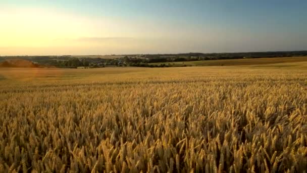小麦畑畑に小麦の黄金の耳。草原小麦畑の熟成耳の背景。豊かな収穫。天然物の農業. — ストック動画