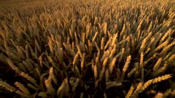 Pšeničné pole. Zlaté uši pšenice na hřišti. Pozadí dozrávacích uší pšenice louky. Bohatá sklizeň. Zemědělství přírodního produktu. — Stock video