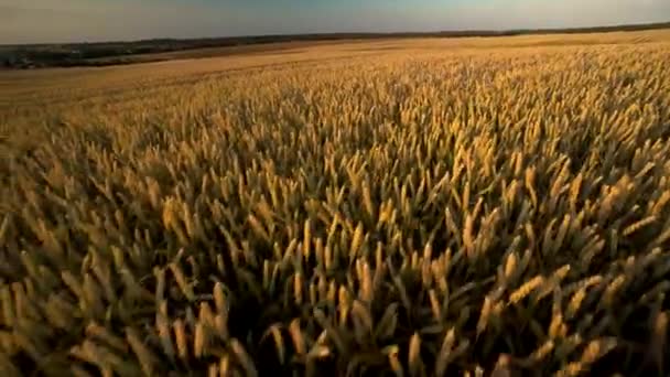 Campo de trigo. Orelhas douradas de trigo no campo. Fundo de amadurecimento orelhas de campo de trigo prado. Colheita rica. Agricultura do produto natural . — Vídeo de Stock