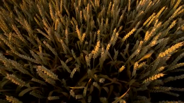 Wheat field. Golden ears of wheat on the field. Background of ripening ears of meadow wheat field. Rich harvest. Agriculture of natural product. — Stock Video