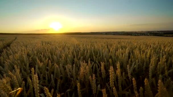 Teren de grâu. Urechi aurii de grâu pe câmp. Contextul urechilor de maturare a câmpului de grâu de pajiști. Recoltă bogată. Agricultura produsului natural . — Videoclip de stoc