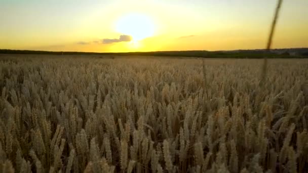 Пшеничне поле. Золоті вуха пшениці на полі. Фундамент дозрівання вух поля лужної пшениці. Багатий урожай. Сільське господарство натурального продукту . — стокове відео
