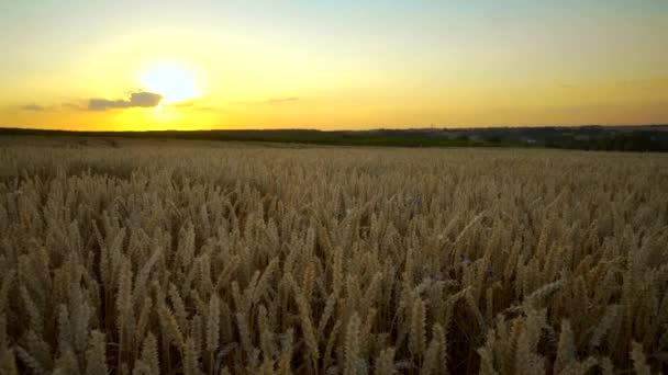 Tarwe veld. Gouden oren van tarwe op het veld. Achtergrond van rijpings oren van weide tarwe veld. Rijke oogst. Landbouw van natuurproduct. — Stockvideo