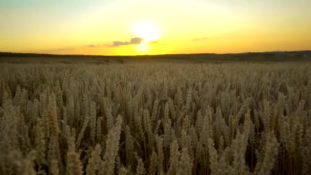 Campo de trigo. espigas doradas de trigo en el campo. El fondo de las espigas que maduran del campo de trigo del prado. Cosecha rica. Agricultura de productos naturales . — Vídeos de Stock