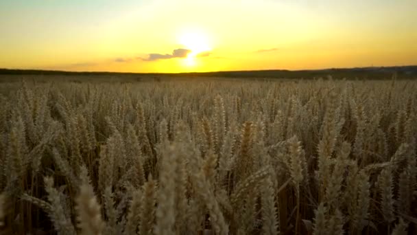 Campo de trigo. espigas doradas de trigo en el campo. El fondo de las espigas que maduran del campo de trigo del prado. Cosecha rica. Agricultura de productos naturales . — Vídeos de Stock