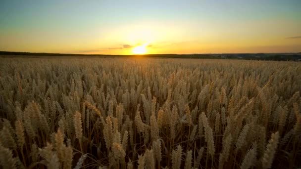 Wheat field. Golden ears of wheat on the field. Background of ripening ears of meadow wheat field. Rich harvest. Agriculture of natural product. — Stock Video