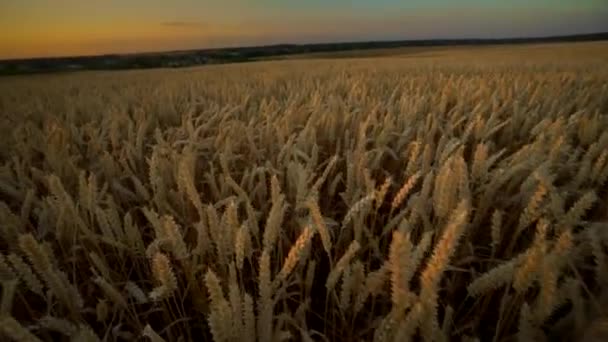 Campo de trigo. espigas doradas de trigo en el campo. El fondo de las espigas que maduran del campo de trigo del prado. Cosecha rica. Agricultura de productos naturales . — Vídeos de Stock