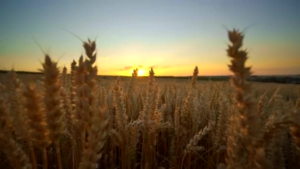 Пшеничне поле. Золоті вуха пшениці на полі. Фундамент дозрівання вух поля лужної пшениці. Багатий урожай. Сільське господарство натурального продукту . — стокове відео