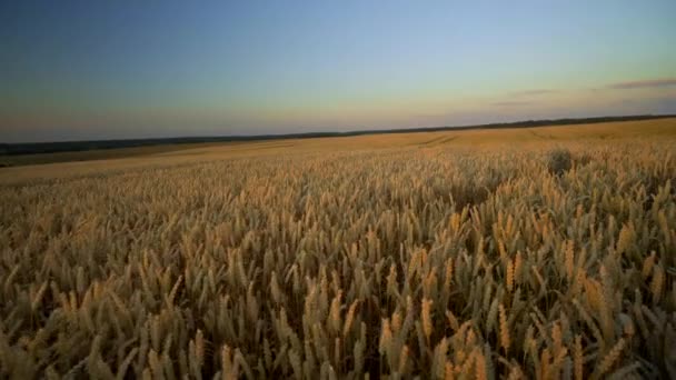 Campo de trigo. espigas doradas de trigo en el campo. El fondo de las espigas que maduran del campo de trigo del prado. Cosecha rica. Agricultura de productos naturales . — Vídeos de Stock