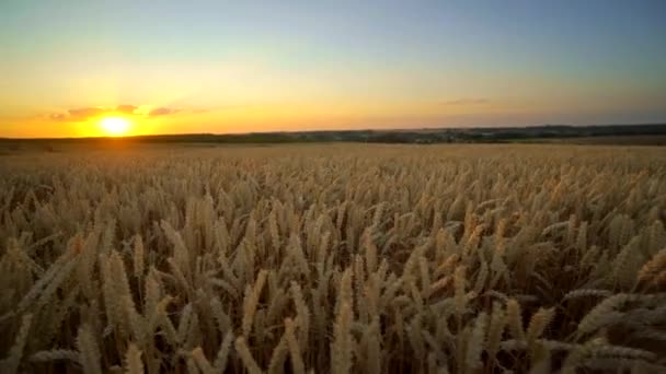 밀 밭. 필드에 밀의 황금 귀. 초원 밀 필드의 숙성 귀의 배경. 풍부한 수확. 천연물의 농업. — 비디오