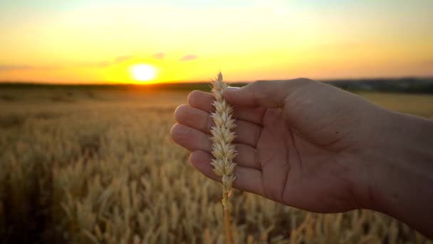 Man hand touching spikelets of yellow ripe wheat on golden field during sunny autumn day. Spikes of organic rye swaying in wind. Harvest season. Agriculture. — Stock Video